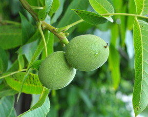 On a tree branch is a walnut that ripens with a green shell
