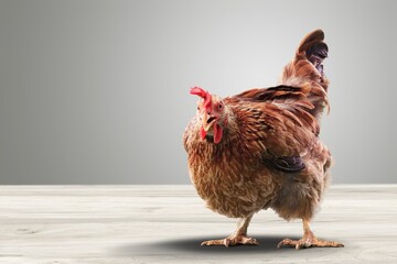 Hen.