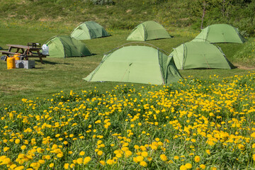 Zeltcamp auf Island. Die Zelte stehen auf einer frisch gemähten Wiese. Am Rande blüht Löwenzahn,...