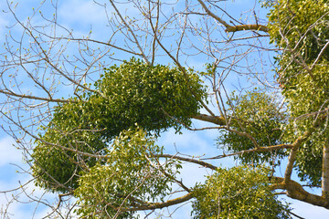 Mistletoe (Viscum album) parasitizes on a tree
