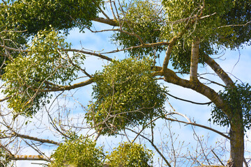 Mistletoe (Viscum album) parasitizes on a tree