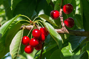 closeup of ripe organic stella cherries hanging on cherry tree branch with leaves and blurred...