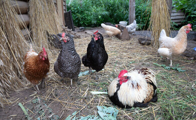 Chickens and cock on village