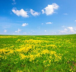 Fototapeta na wymiar Yellow flowers hill under blue cloudy sky
