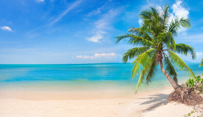 Naklejka na ściany i meble beach and coconut palm tree