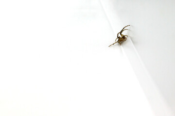 Spider on a white background, close-up