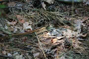 Sand lizard (Lacerta agilis) in the forest