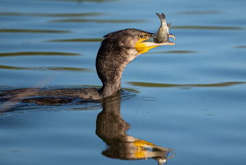 Cormorant with prey