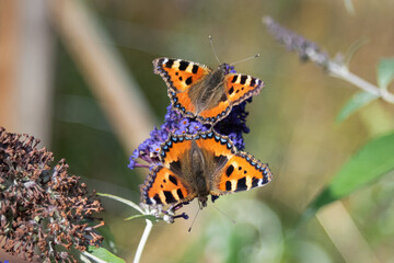 Two butterflies feeding