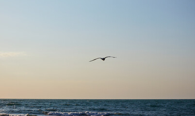 Fototapeta na wymiar seagulls soar in the sky above the sea