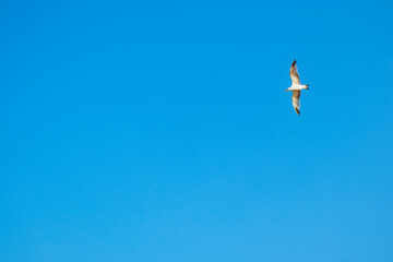 seagulls soar in the sky above the sea