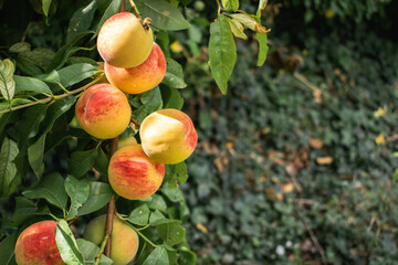Tree with peaches in an organic garden