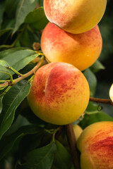 Tree with peaches in an organic garden
