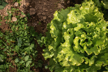 Lettuce in an organic garden