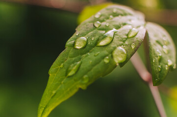 Close-up water drops after rain on a green leaf from a plant.