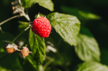 A red raspberry berry hangs on a branch of a bush with green leaves close-up.
