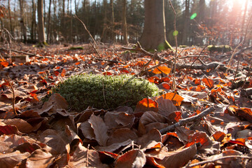 autumn leaves in the forest