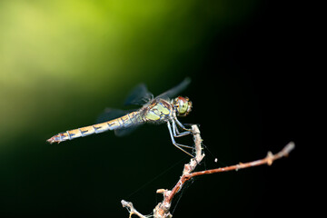 a dragonfly perched on a three branch