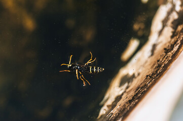 A small, drowned, exhausted dead, fighting for life, a wasp swims in the water.