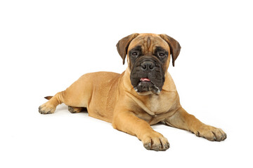 bullmastiff puppy lying on the floor with strange face isolated on white 