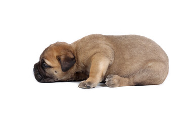 very young puppy bullmastiff isolated on white 