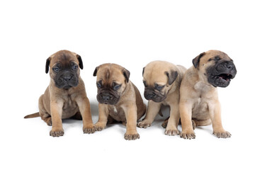 group of puppies bullmastiff  isolated