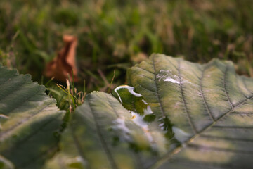 Leaf with water drops on the grass