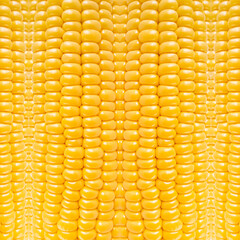 Yellow corn nature pattern, abstract vegetable background