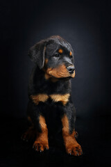 portrait of a puppy Rottweiler 