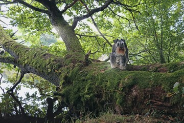 miniature schnauzer dog in forest 