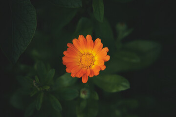 Bright flower of calendula. Close-up. Dark green background.