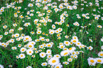 Chamomile. Flowers in a green field.