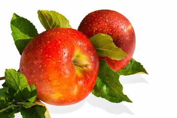 A set of ripe apples on a branch are isolated on white , a pair of striped apples on a white background, light shadow