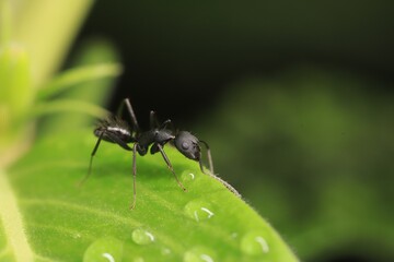 ant on a leaf