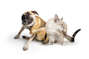 Dog and Cat Together Scratching Itchy Skin