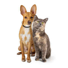 Pet Dog and Cat Sitting Together Over White