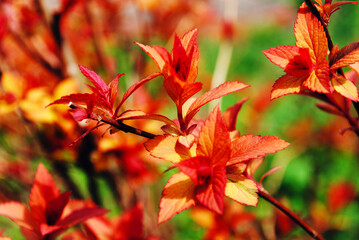 red maple leaves in autumn