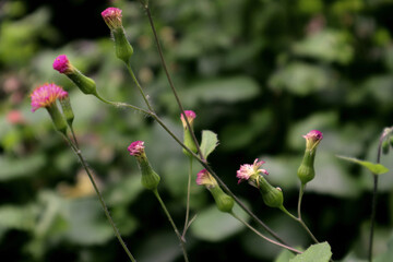 Pink tiny beautiful flowers in a green blurry background.