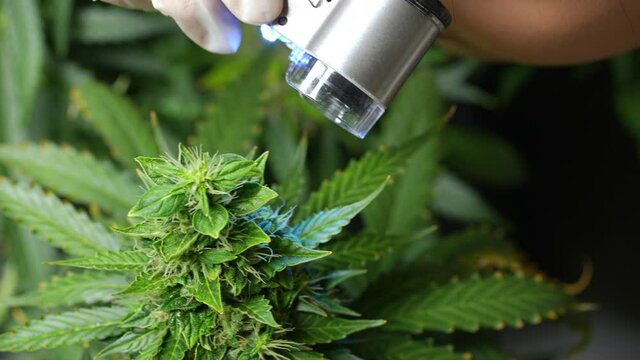 A botanical researcher using a mini trichrome macroscope to expand the internal structures of cannabis's biochemical, futuristic alternative medical treatment researching, technology and cultivation  