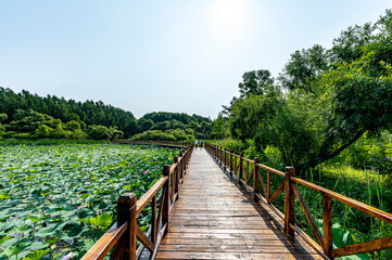The scenery of Jingyuetan National Forest Park in Changchun, China with lotus blooming