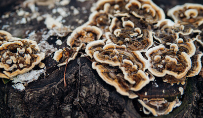 Beautiful natural background. Striped wavy mushroom on a stump. Velvety texture.