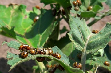 Many Colorado beetles eat the leaves.