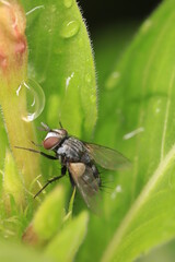 fly on leaf
