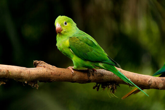 Periquito conhecido com tuim, chuim, pacu, papacu, periquito de S&atilde;o Jos&eacute;, periquito do agreste, verdilim, tu&iacute;, periquito da quaresma ou periquito do reino. 