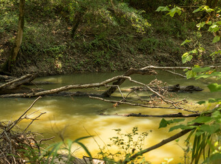 branches in the water 