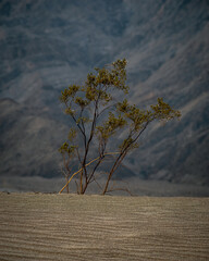 SPARSE MESQUITE BUSH AND SAND DEATH VALLEY NP
