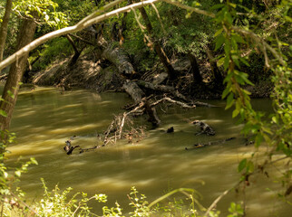 fallen tree in the river