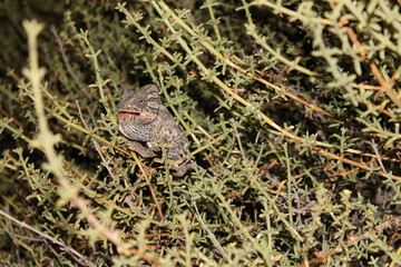 Obraz premium Wildes Chameleon 