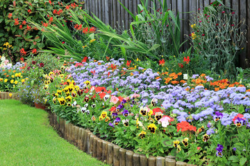 Fototapeta premium Blue Ageratum Flowers Blooming In A Mixed Garden Border.