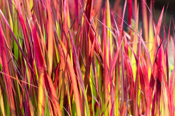 Imperata Cylindrica - Japanese Blood Grass 'Red Baron'